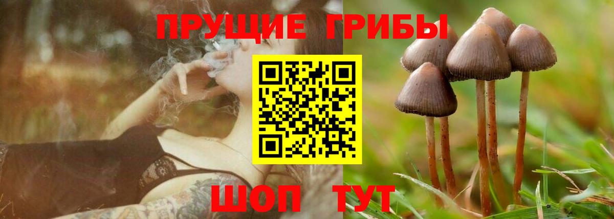 Галлюциногенные грибы Psilocybe Белогорск
